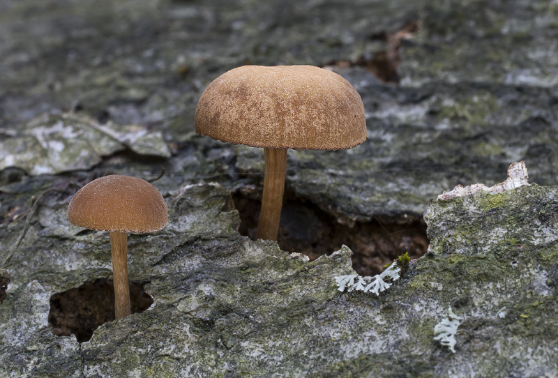 Simocybe suptuosa